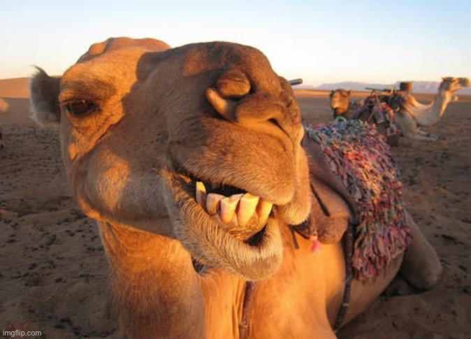 Camel smile | image tagged in camel smile | made w/ Imgflip meme maker