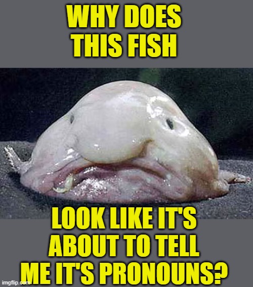 It also told me that I'm fatphobic | WHY DOES THIS FISH; LOOK LIKE IT'S ABOUT TO TELL ME IT'S PRONOUNS? | image tagged in memes,stupid liberals,pronouns | made w/ Imgflip meme maker