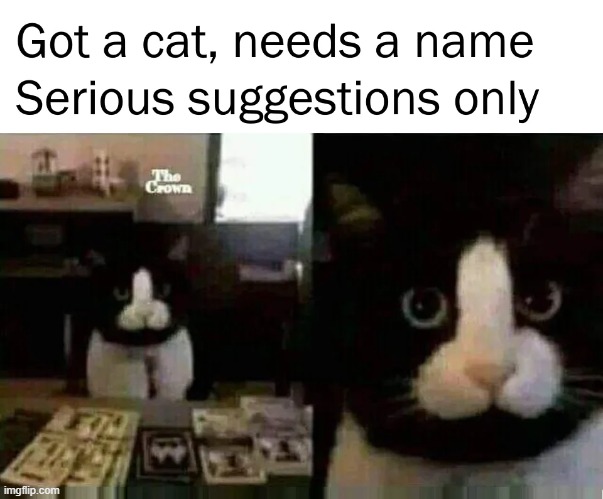 Richard? | image tagged in memes,cats | made w/ Imgflip meme maker