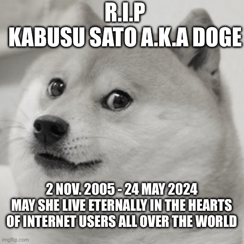 Doge | R.I.P
KABUSU SATO A.K.A DOGE; 2 NOV. 2005 - 24 MAY 2024
MAY SHE LIVE ETERNALLY IN THE HEARTS OF INTERNET USERS ALL OVER THE WORLD | image tagged in memes,doge | made w/ Imgflip meme maker