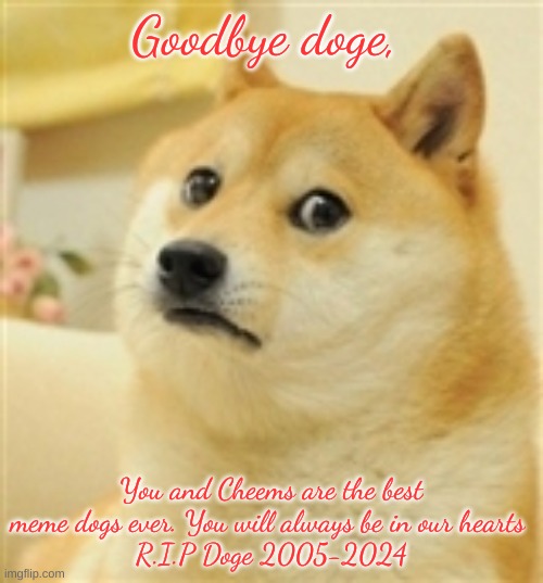 the r in the chat | Goodbye doge, You and Cheems are the best meme dogs ever. You will always be in our hearts 
R.I.P Doge 2005-2024 | image tagged in sad doge | made w/ Imgflip meme maker