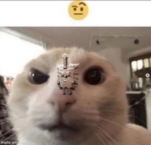 Raised eyebrow cat with spunch bop Blank Meme Template