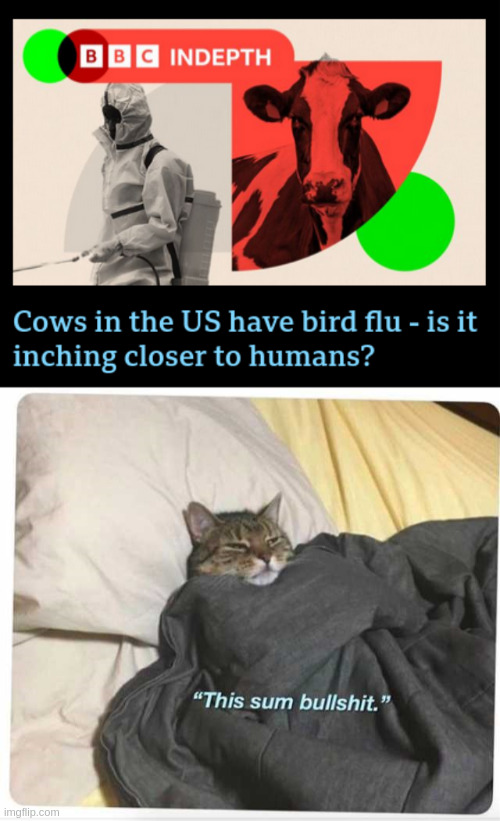 cowflu | image tagged in this sum bullshit cat | made w/ Imgflip meme maker