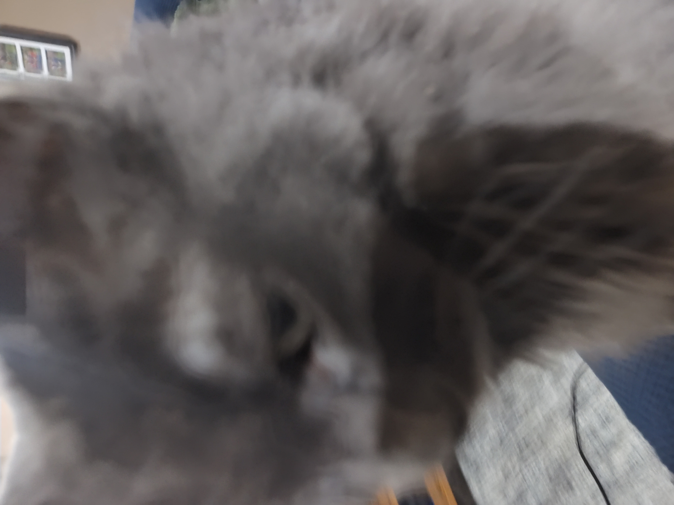 32's Cat Blank Meme Template