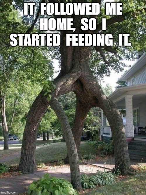 It Followed Me Home | IT  FOLLOWED  ME  HOME,  SO  I  STARTED  FEEDING  IT. | image tagged in pets | made w/ Imgflip meme maker