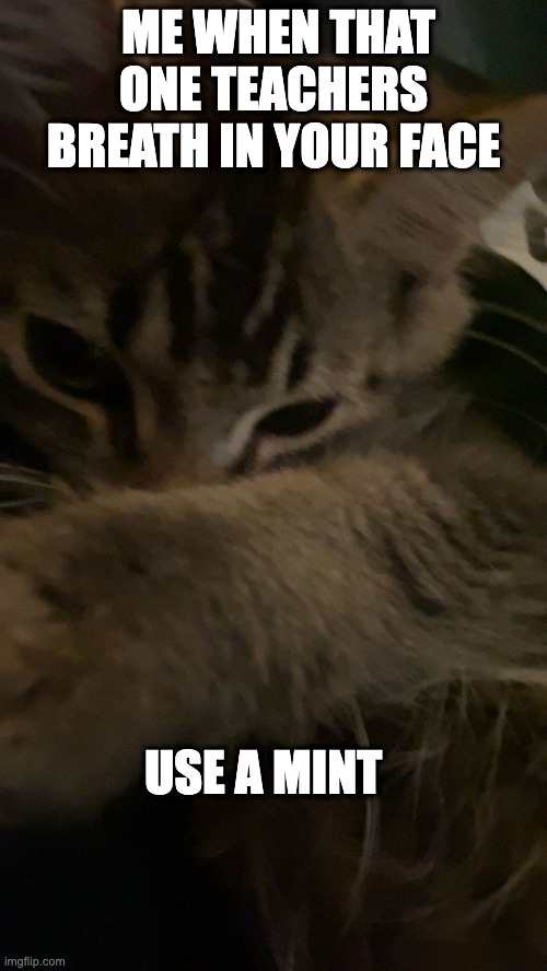 stinky | ME WHEN THAT ONE TEACHERS BREATH IN YOUR FACE; USE A MINT | image tagged in funny cats | made w/ Imgflip meme maker