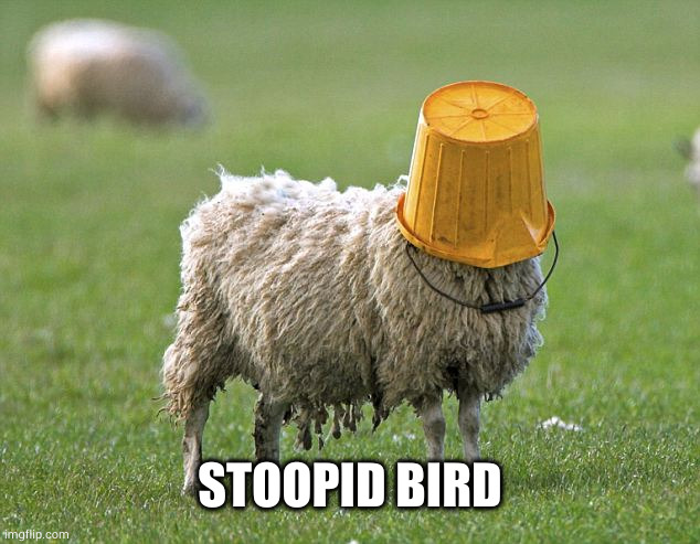 stupid sheep | STOOPID BIRD | image tagged in stupid sheep | made w/ Imgflip meme maker