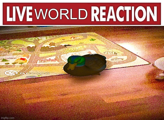 Live reaction | WORLD; Wide duck happy | image tagged in live reaction | made w/ Imgflip meme maker