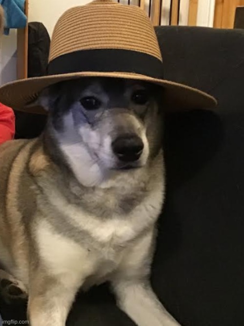 Mercy (dog reveal 1/5) | made w/ Imgflip meme maker