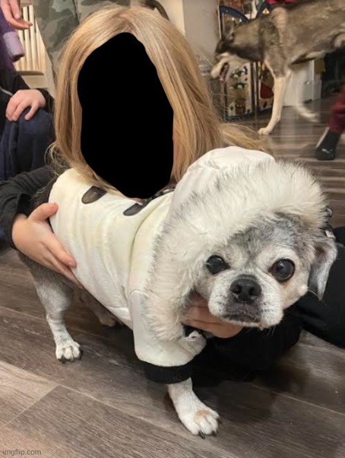 Sophie (dog reveal 2/5) | made w/ Imgflip meme maker