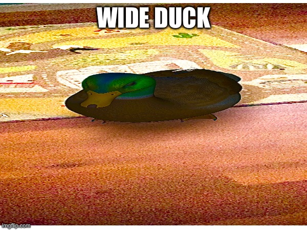 WIDE DUCK | made w/ Imgflip meme maker