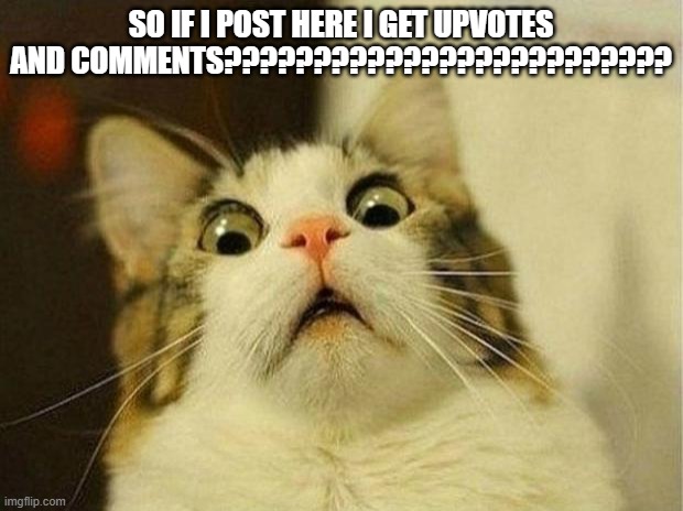 Scared Cat | SO IF I POST HERE I GET UPVOTES AND COMMENTS????????????????????????? | image tagged in memes,scared cat | made w/ Imgflip meme maker