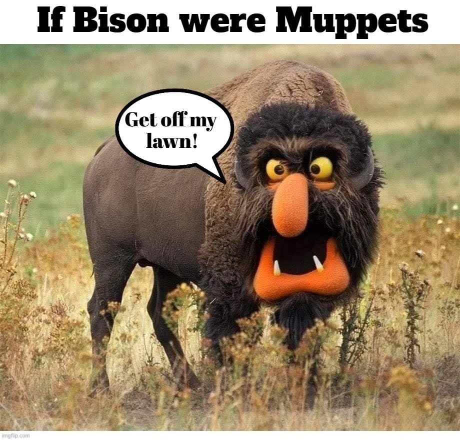 If Bison were Muppets | image tagged in bison,buffalo,get off my lawn,grumpy old men,custer state park,yellowstone national park | made w/ Imgflip meme maker
