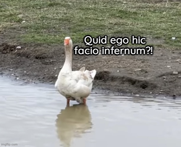 Cur hic ego sum? | Quid ego hic facio infernum?! | image tagged in what am i doing here | made w/ Imgflip meme maker