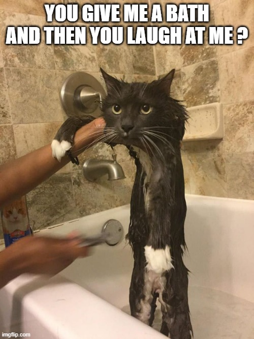 memes by Brad - Funny cat getting a bath | YOU GIVE ME A BATH AND THEN YOU LAUGH AT ME ? | image tagged in funny,cats,kitten,funny cat memes,bath time,humor | made w/ Imgflip meme maker