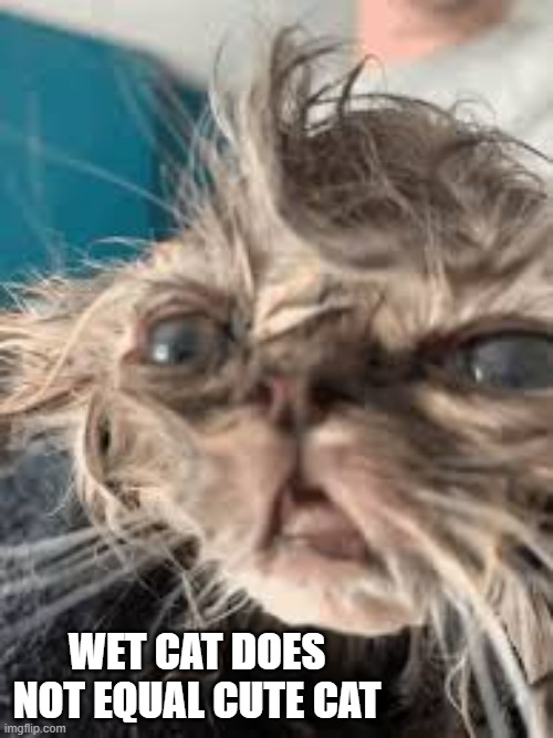 memes by Brad - wet cat is not cute | WET CAT DOES NOT EQUAL CUTE CAT | image tagged in funny,cats,angry wet cat,cute kitten,funny cat memes,humor | made w/ Imgflip meme maker