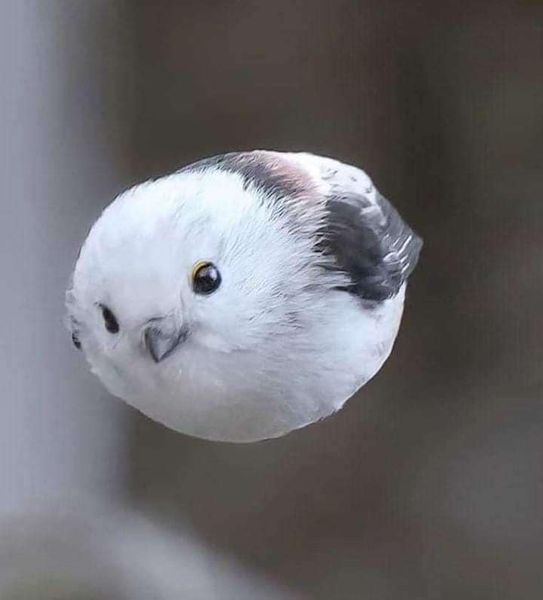 High Quality Snow Blorb Incoming Blank Meme Template