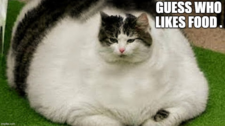 memes by Brad - This cat loves food | GUESS WHO LIKES FOOD . | image tagged in funny,cats,funny cat memes,kittens,fat cat,humor | made w/ Imgflip meme maker