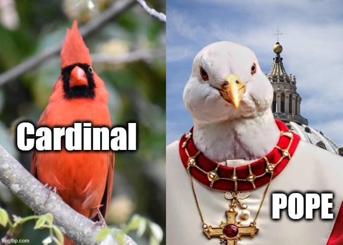 Know Your Birds! | Cardinal; POPE | image tagged in pope,cardinals,bird,birds,religion | made w/ Imgflip meme maker