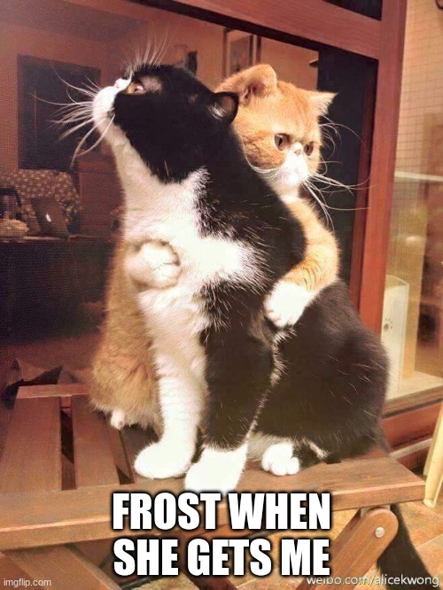 cats hugging | FROST WHEN SHE GETS ME | image tagged in cats hugging | made w/ Imgflip meme maker