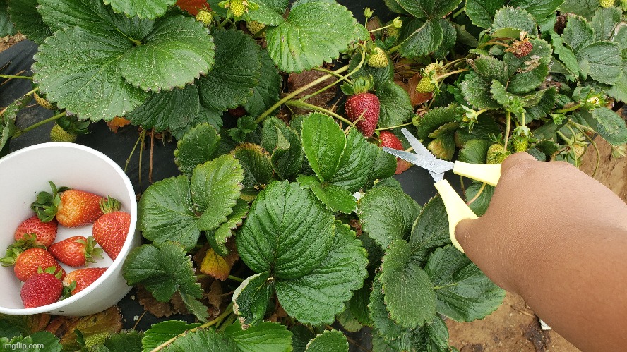 Strawberry picking | image tagged in strawberry,field | made w/ Imgflip meme maker