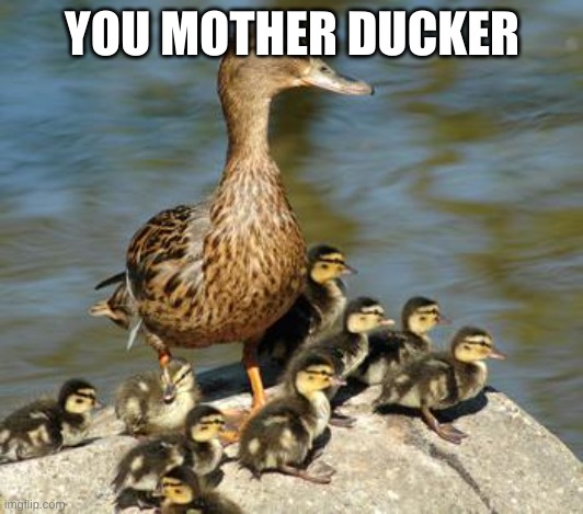 Mother duck | YOU MOTHER DUCKER | image tagged in mother duck | made w/ Imgflip meme maker