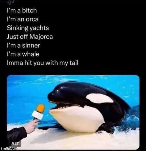 It was a killer whale of a song | image tagged in memes overload,killer whale of a song | made w/ Imgflip meme maker
