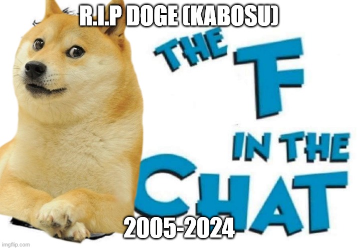 F in the chat, we will forever miss you, Doge. | R.I.P DOGE (KABOSU); 2005-2024 | image tagged in the f in the chat,doge,sad,f,dog,dogethedog | made w/ Imgflip meme maker