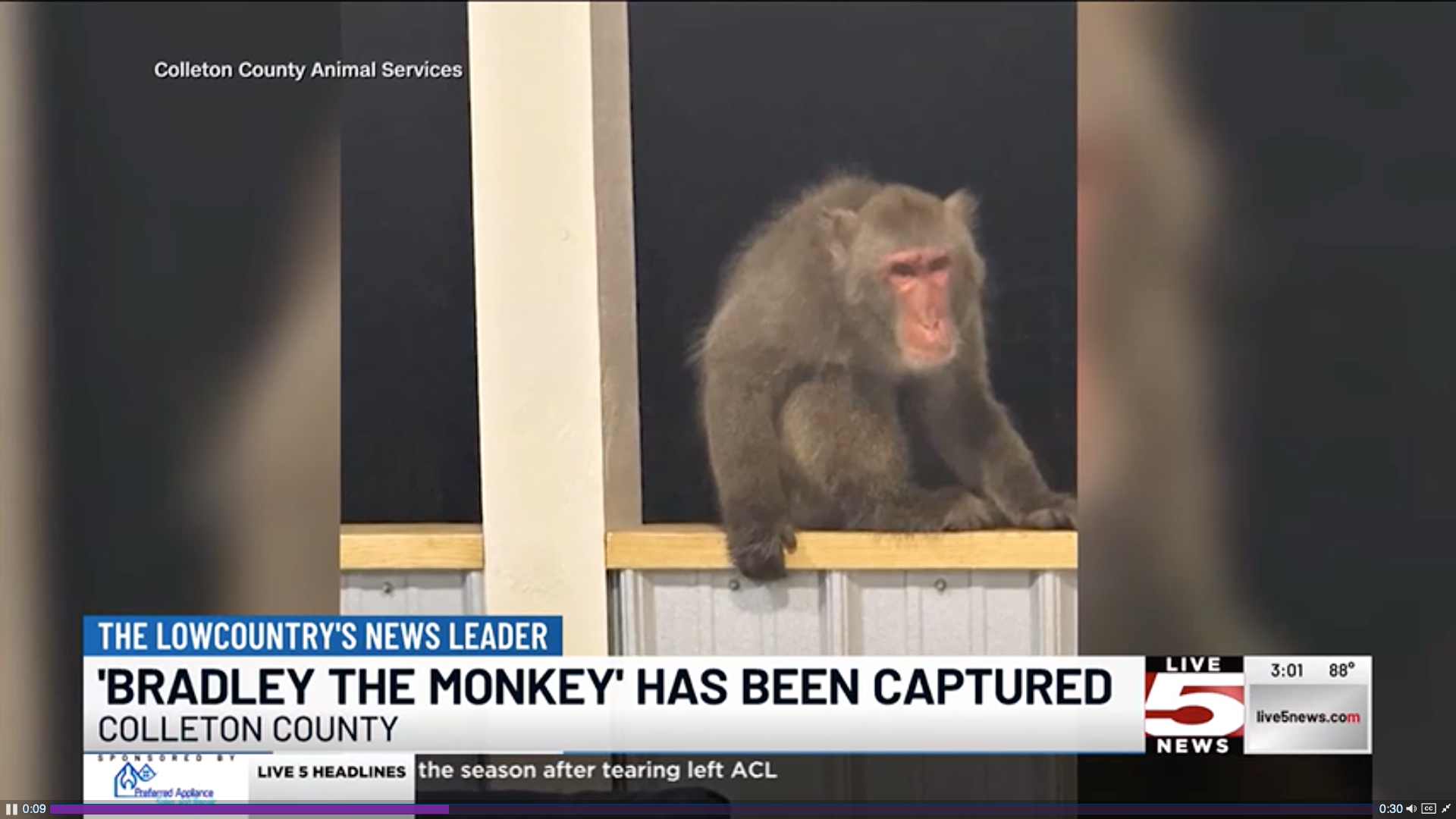 Bradley the Monkey: Capatured Blank Meme Template
