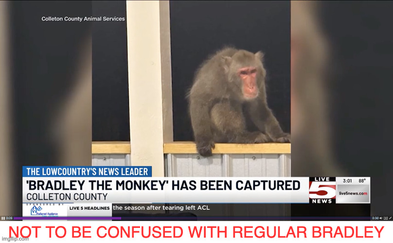 Bradley the Monkey has been Captured! | NOT TO BE CONFUSED WITH REGULAR BRADLEY | image tagged in bradley the monkey,captured,funny,memes | made w/ Imgflip meme maker