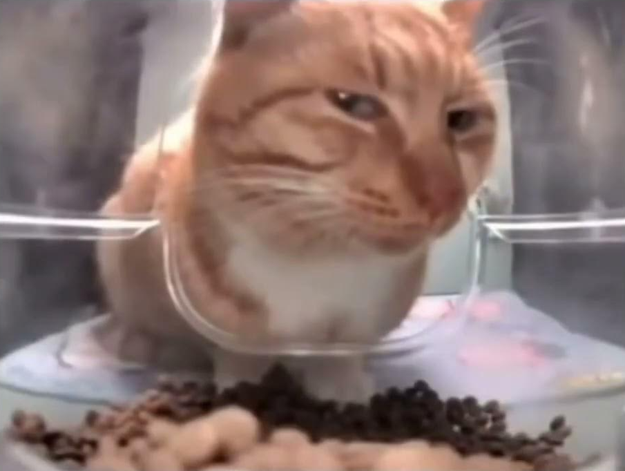 Suspicious cat eating Blank Meme Template