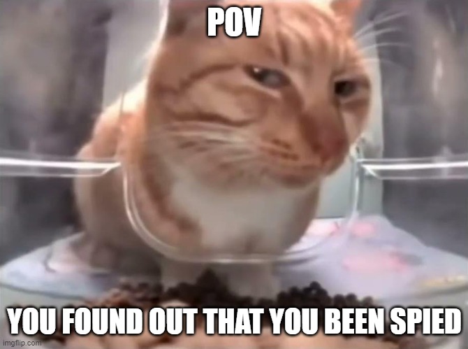 Suspicious cat | POV; YOU FOUND OUT THAT YOU BEEN SPIED | image tagged in suspicious cat | made w/ Imgflip meme maker