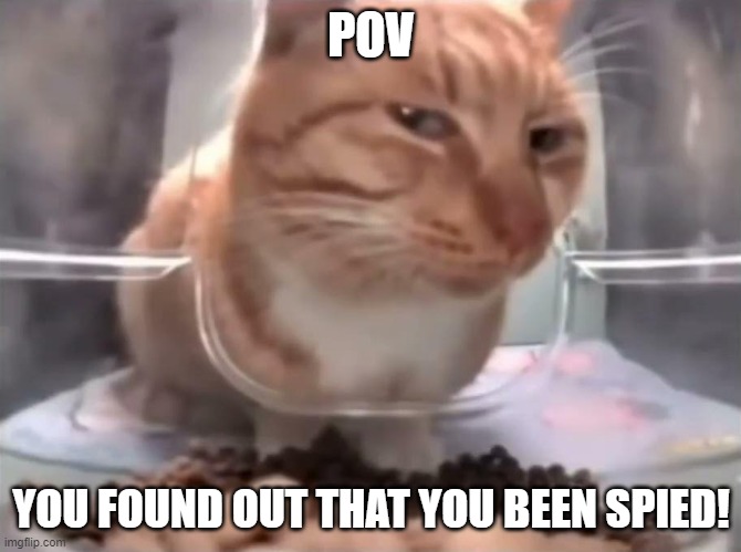 Suspicious cat | POV; YOU FOUND OUT THAT YOU BEEN SPIED! | image tagged in suspicious cat | made w/ Imgflip meme maker