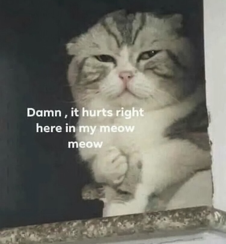 It hurts in my meow meow Blank Meme Template