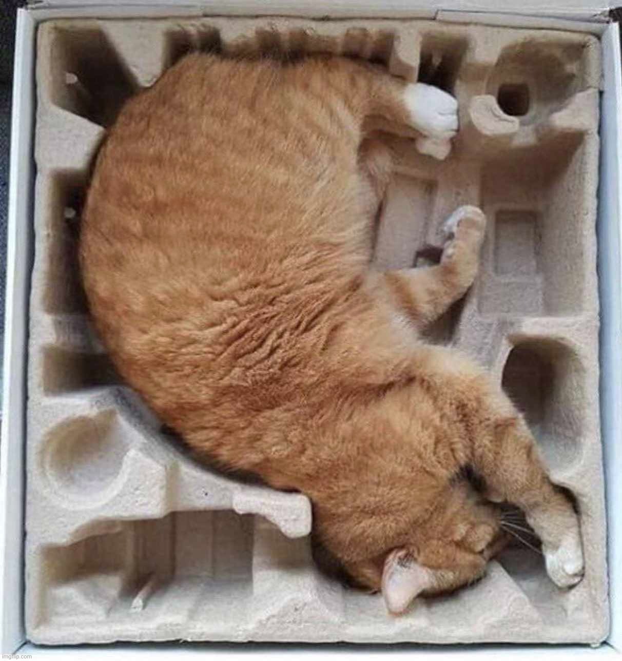 Cat in a box | image tagged in cat in a box | made w/ Imgflip meme maker