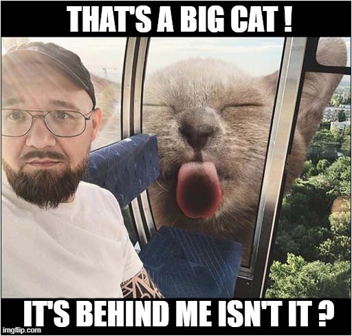 Giant Window Licker ! | THAT'S A BIG CAT ! IT'S BEHIND ME ISN'T IT ? | image tagged in cats,giant,window,licking,behind you | made w/ Imgflip meme maker