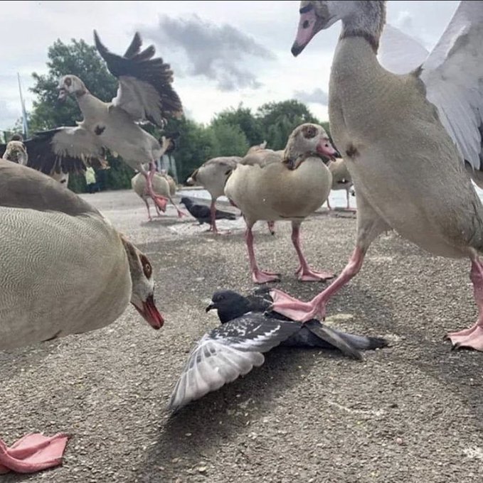 ducks stomping on pigeon Blank Meme Template