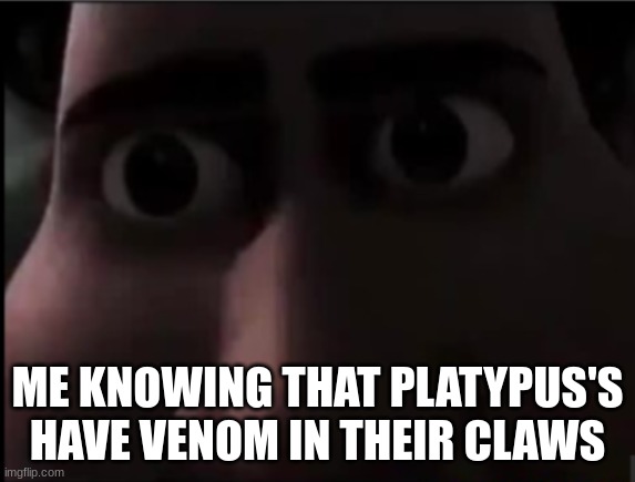 tighten stare | ME KNOWING THAT PLATYPUS'S HAVE VENOM IN THEIR CLAWS | image tagged in tighten stare | made w/ Imgflip meme maker
