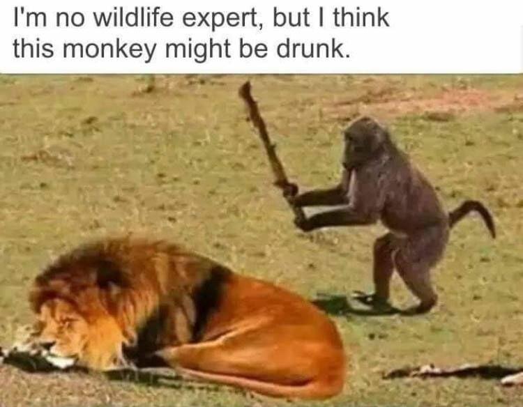 Drunken Ass Monkey pt 2 Blank Meme Template