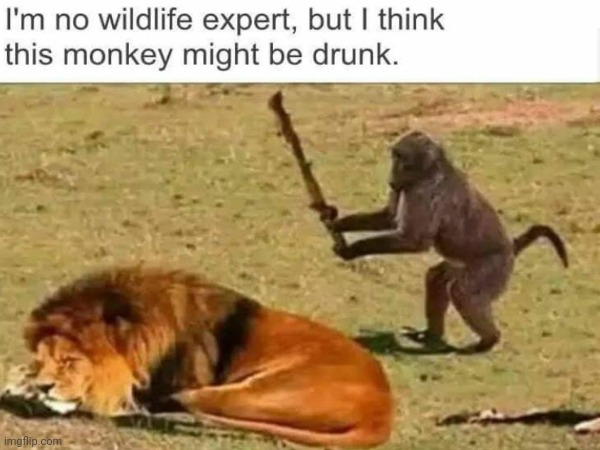 Drunken Ass Monkey *Better Version* | image tagged in drunken ass monkey,smoking monkey,bad pun monkey,monkey | made w/ Imgflip meme maker