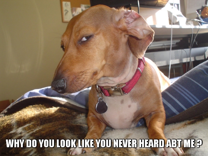 Suspicious Dog | WHY DO YOU LOOK LIKE YOU NEVER HEARD ABT ME ? | image tagged in suspicious dog | made w/ Imgflip meme maker