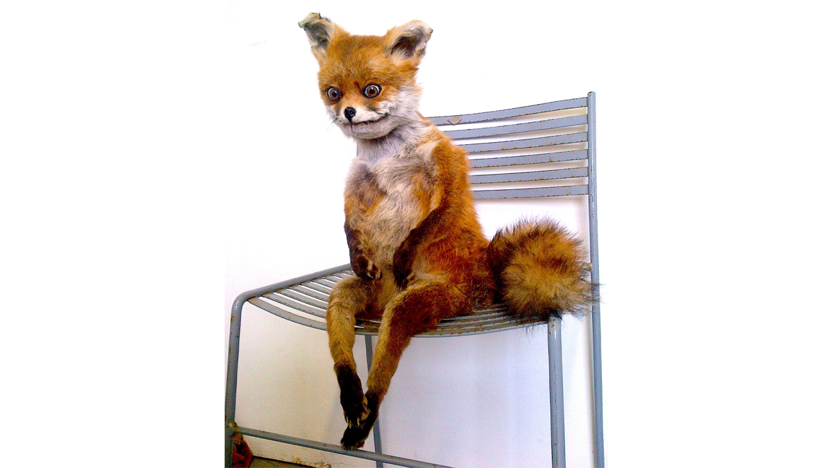Puppet fox Blank Meme Template