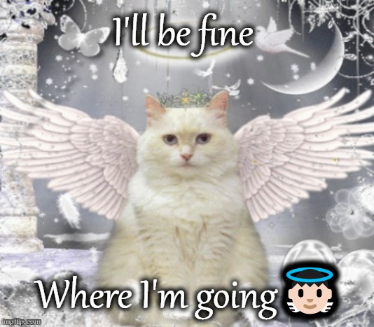 Cat Angel | I'll be fine; Where I'm going👼🏻 | image tagged in cat angel | made w/ Imgflip meme maker