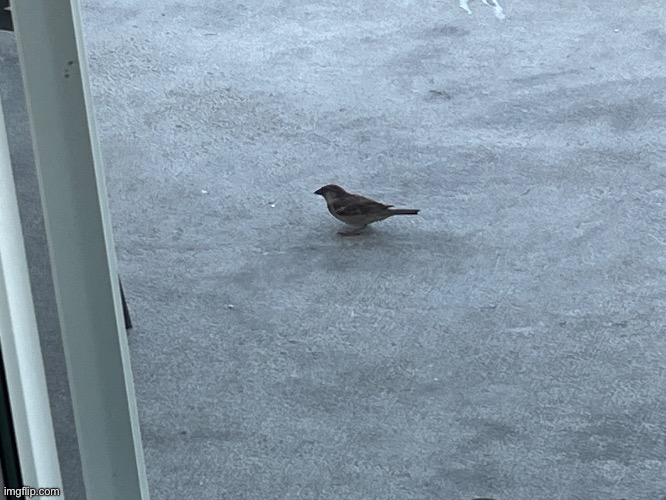 A bird I found on my apartment this morning (I’m in vacation in Florida) (birb) | image tagged in bird,birb | made w/ Imgflip meme maker