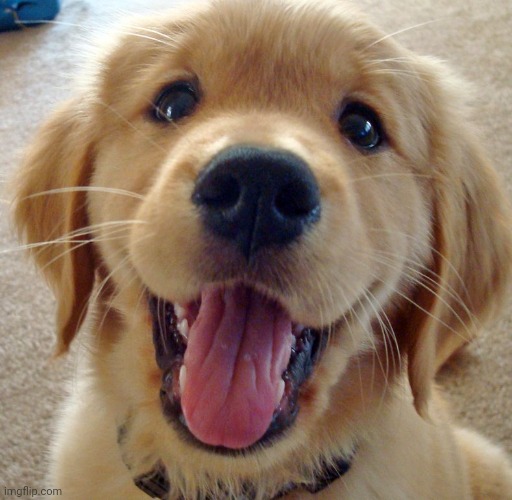 Cute dog | image tagged in cute dog | made w/ Imgflip meme maker