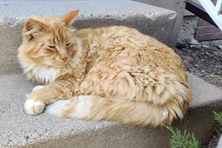 Photo of the neighborhood cat (he is eepy) | made w/ Imgflip meme maker