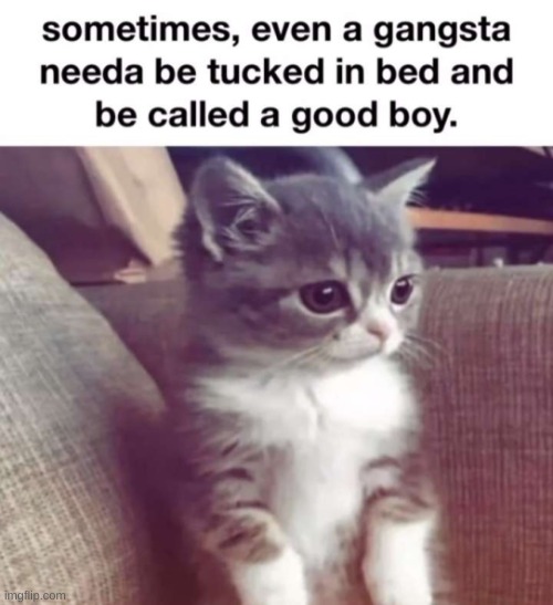 mrow | image tagged in memes,cats | made w/ Imgflip meme maker