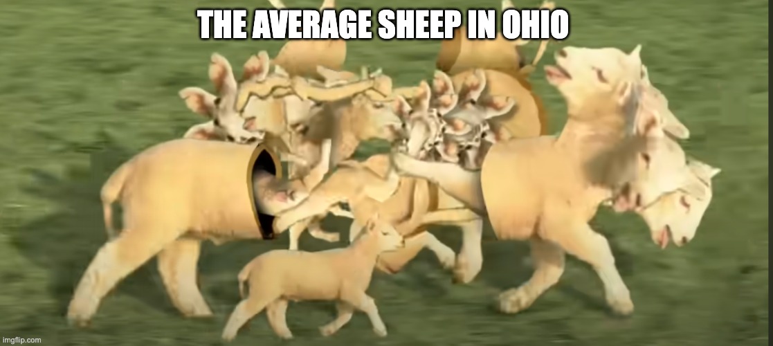 ohio sheep | THE AVERAGE SHEEP IN OHIO | image tagged in grumpy cat | made w/ Imgflip meme maker