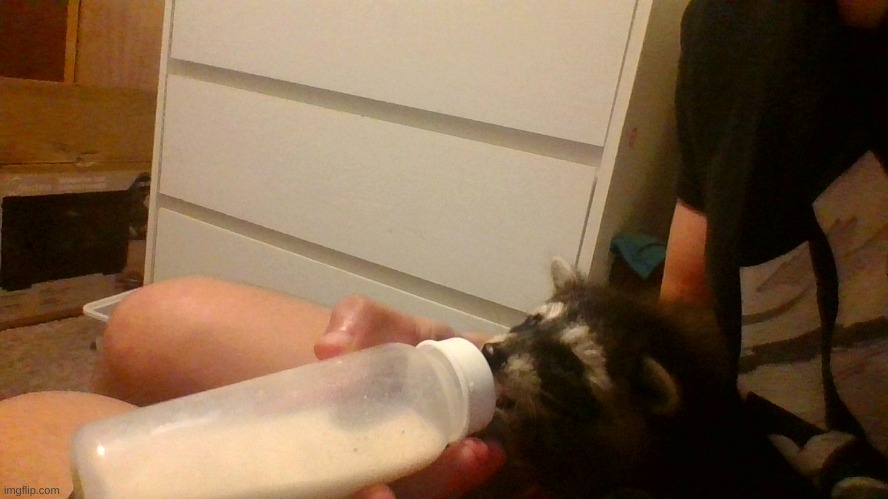 Me bottle feeding my racoon :D | made w/ Imgflip meme maker