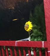 sunflower in wind Blank Meme Template